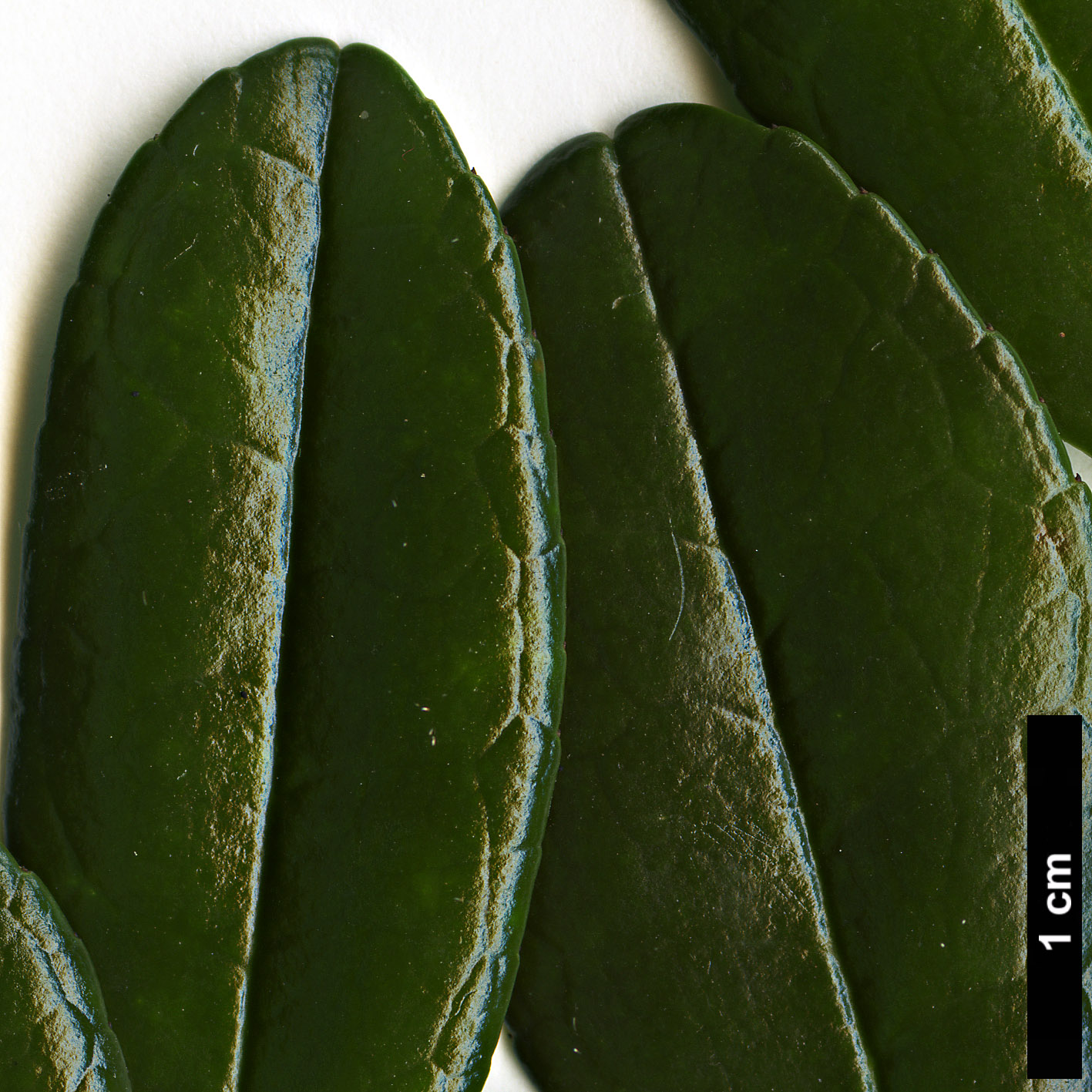 High resolution image: Family: Pentaphylacaceae - Genus: Eurya - Taxon: emarginata